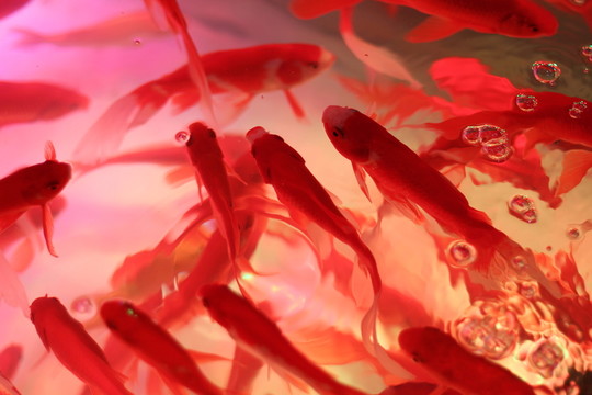 魚池 水紋