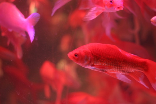金魚