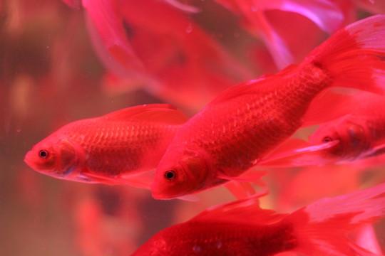金魚