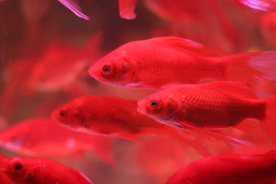 金魚(yú)