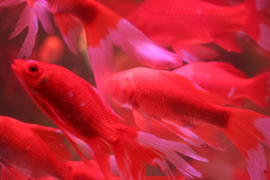 金魚(yú)