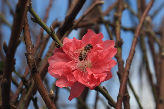 采桃花而來