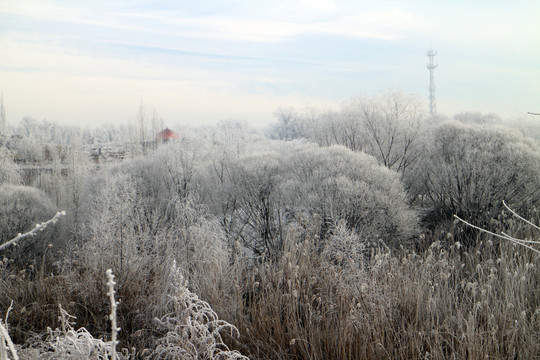 濕地雪淞