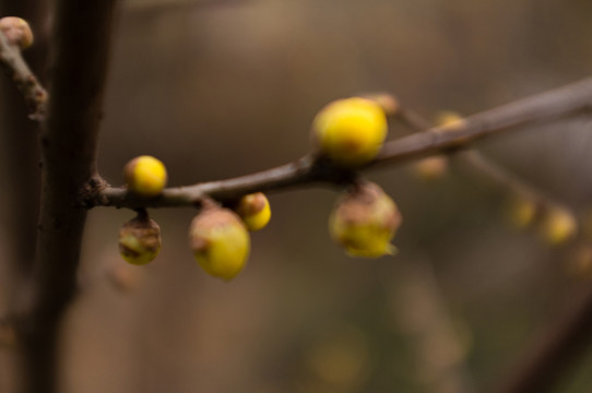 臘梅花苞 背景素材