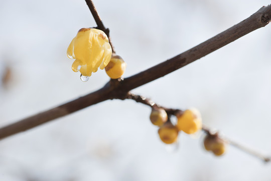 臘梅花