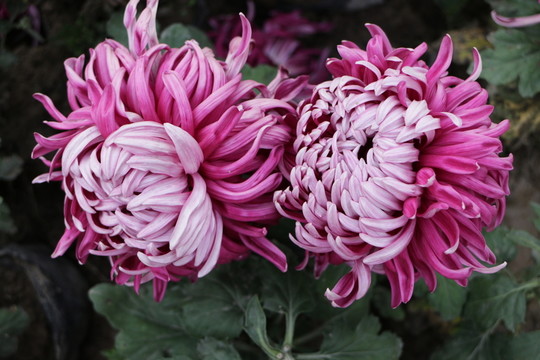 菊花開