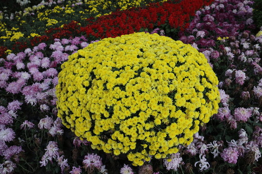 金菊
