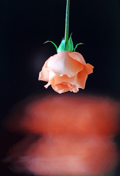 玫瑰花