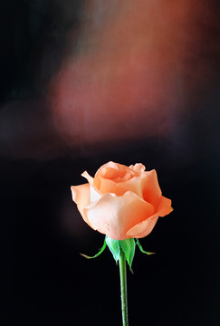 玫瑰花