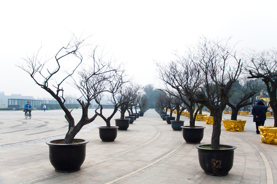 古樹(shù)枯樹(shù)
