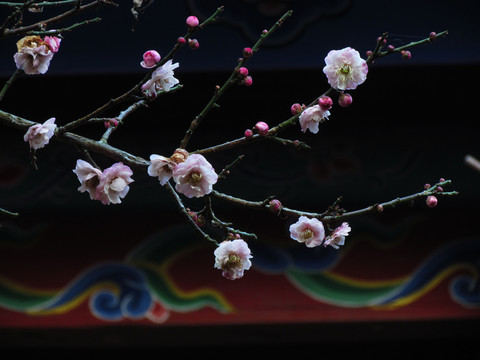 梅花