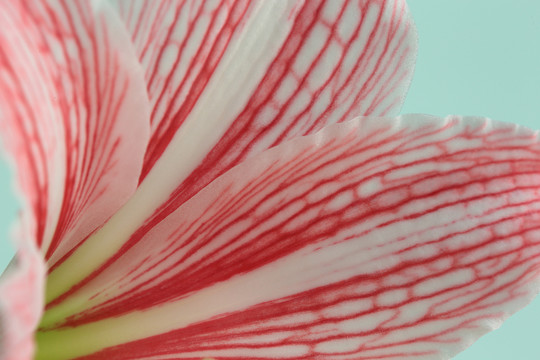 朱頂紅