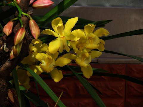 蘭花