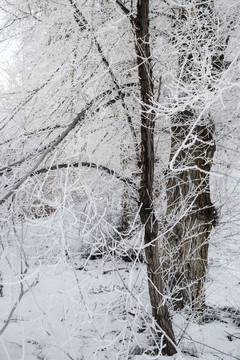 冬雪