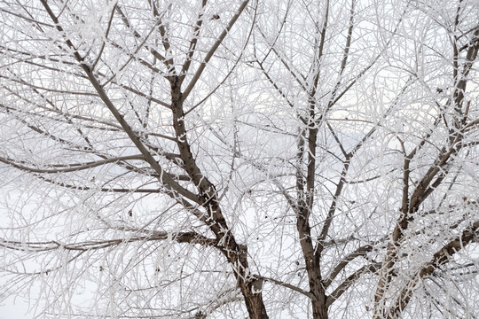 冬雪