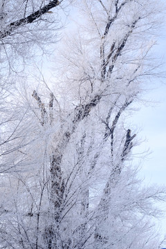 冬雪