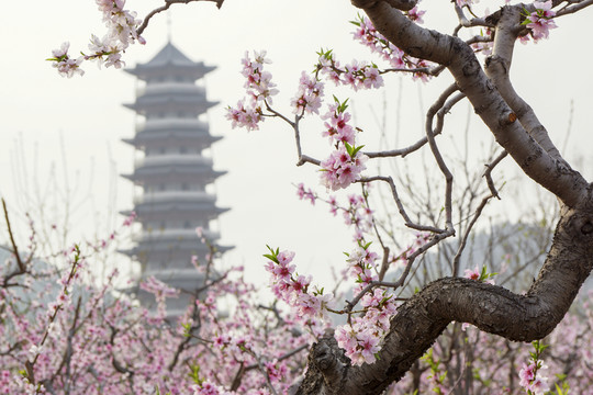 桃花枝