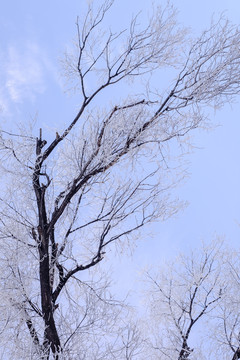 樹林