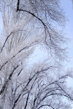樹林