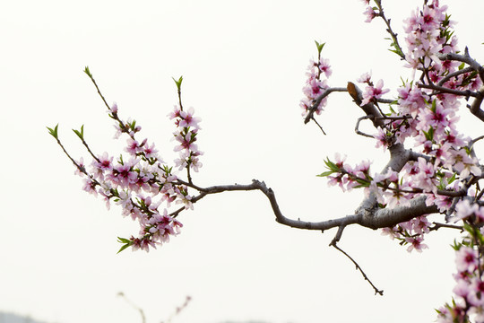 桃花枝