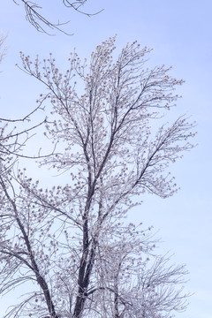 樹