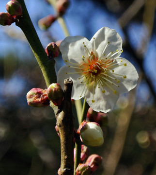 梅花