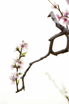 桃花枝