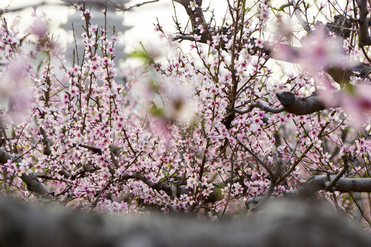 桃花枝