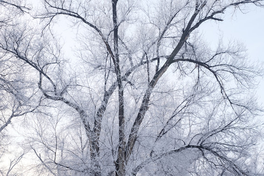 樹林