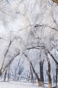 樹林