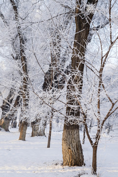 樹林