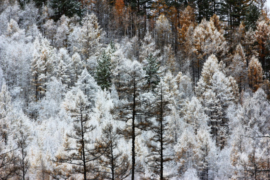 落雪秋林