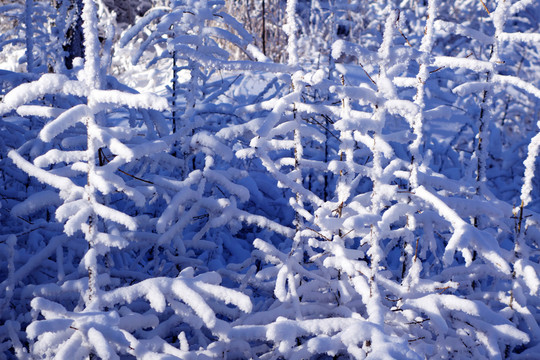 樹枝雪景