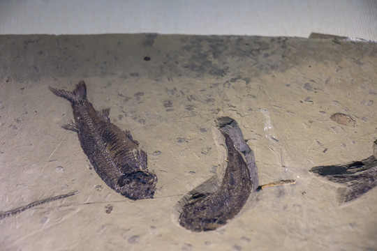 魚類化石