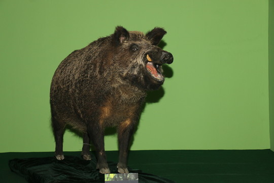 野豬標本