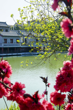 仿古建筑 梅花