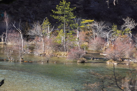 盆景灘