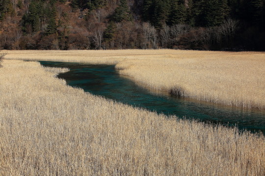 蘆花海