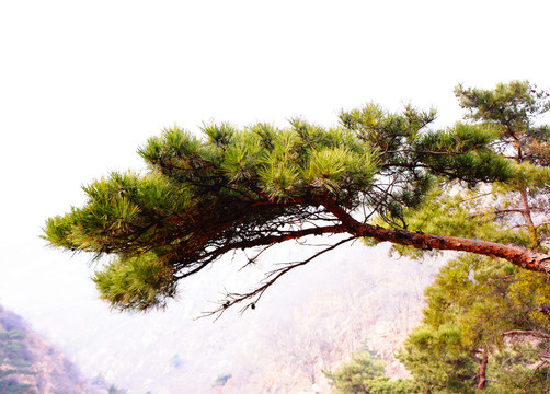 松枝