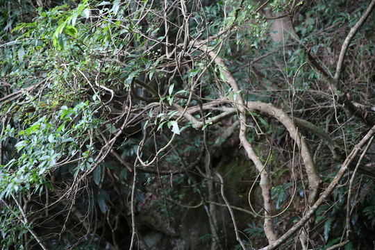 深山老樹 藤蔓