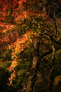 紅葉樹干