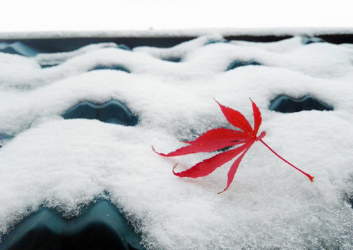 雪后屋檐上的紅葉