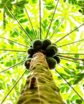 木瓜頂天立地
