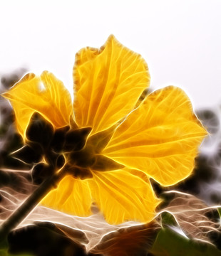 南瓜花