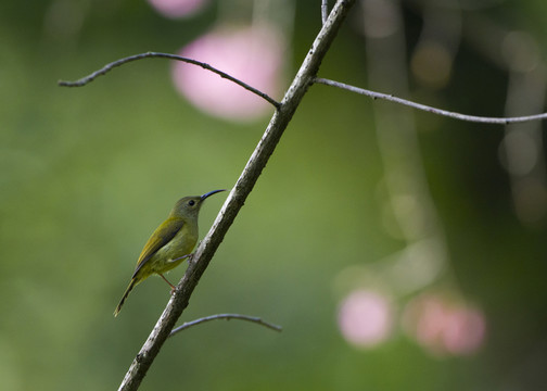 藍(lán)喉太陽(yáng)鳥(niǎo) 雌鳥(niǎo)
