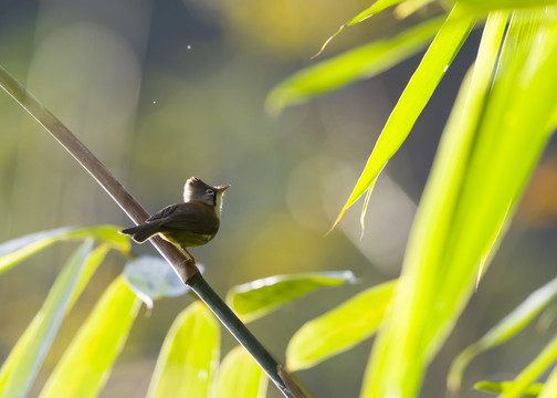 黃頸鳳鹛 鹛類 鳥