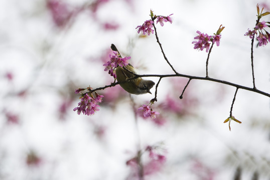 黃頸鳳鹛 櫻花
