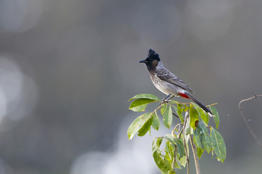 黑喉紅臀鵯 林鳥