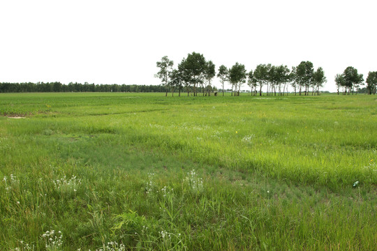 草地素材