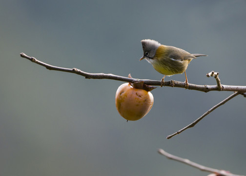 黃頸鳳鹛 柿子